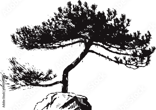 Silhouette of a solitary pine tree on a rock with detailed branches and needles