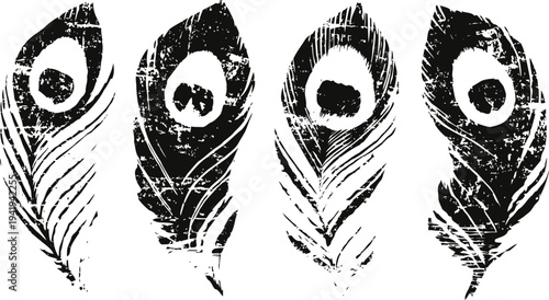 Grunge black peacock feathers isolated on white background, vintage ink texture design