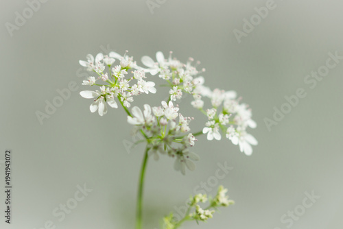 The flowers of the coriander (lat. Coriandrum sativum), of the parsley family (Apiaceae).