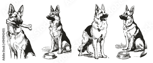 Crayon drawn style German shepherd dog collection illustration. Graphic for kennel branding and pet products. Pencil sketch style shows various poses and expressions.