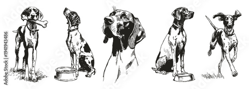 German Shorthaired Pointer ink black set. Vector pet poses with feeding and playful moments. Illustrations for kennel or training themes in crayon drawn sketch style.