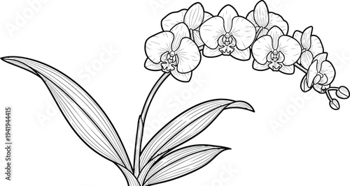 A detailed drawing of a flowering plant with long leaves and a cluster of buds