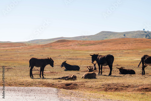Burro's seen from the park road at Custer State Park
