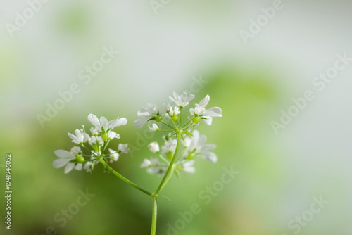 The flowers of the coriander (lat. Coriandrum sativum), of the parsley family (Apiaceae).