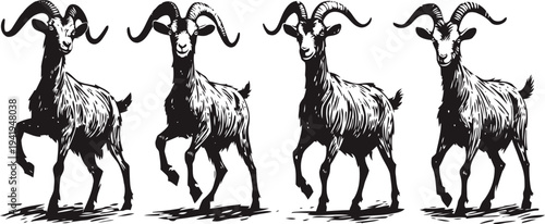 Four black and white goats standing in a row with detailed fur and curved horns illustration