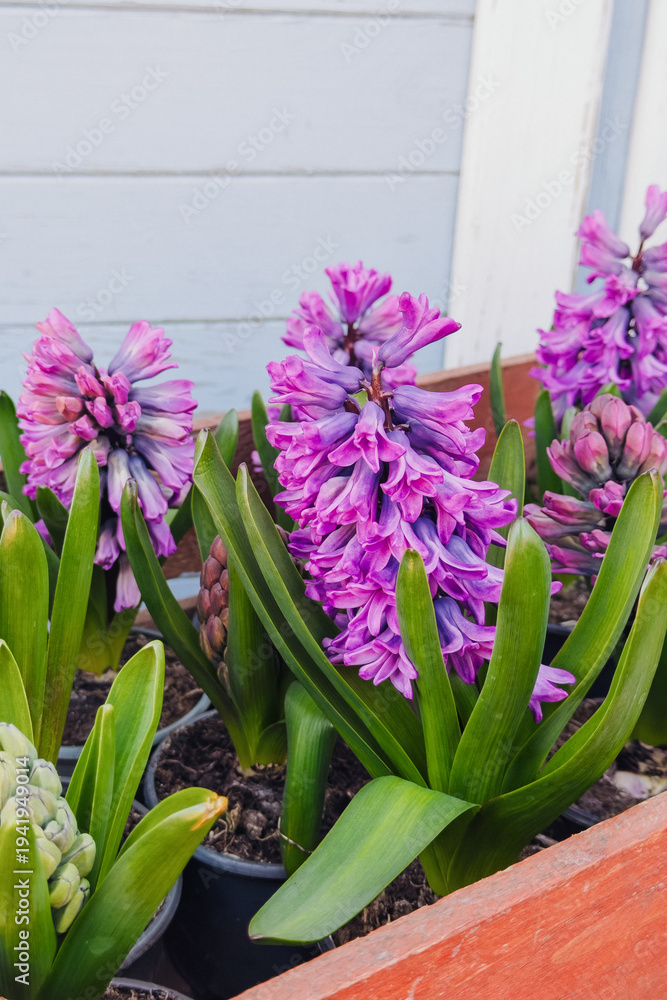 Fototapeta premium Beautiful purple hyacinth plants blooming in pots, fresh green leaves, perfect spring garden
