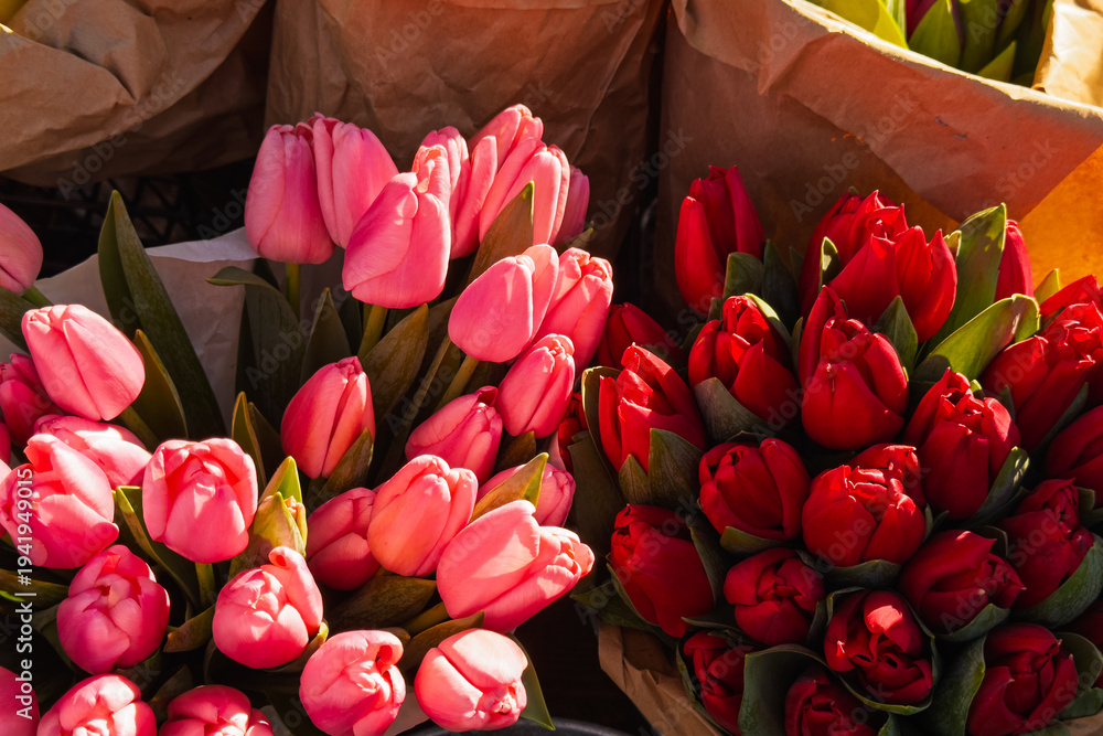 Fototapeta premium Numerous bundles of fresh vibrant pink and red tulip plants with green leaves glistening brightly