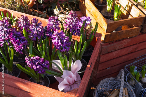 Purple hyacinth flowering plants with green leaves displayed in rustic wooden crates for sale