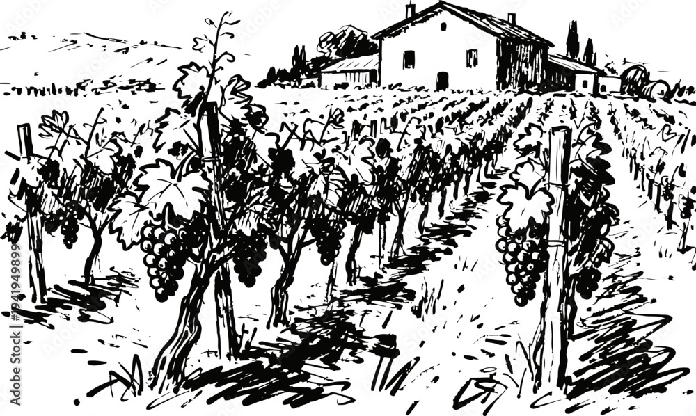 Fototapeta premium Rustic vineyard landscape with grapevines and farmhouse in countryside scenery
