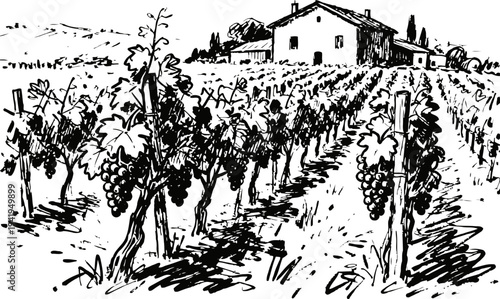 Rustic vineyard landscape with grapevines and farmhouse in countryside scenery