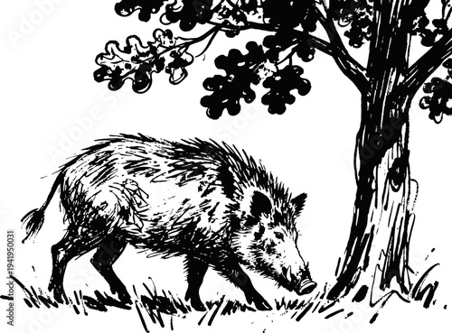 Wild boar under oak tree forest animal foraging in natural habitat hand drawn vintage illustration