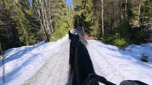 POV Trotting Behind Finnhorse on Forest Trail Athletic Horseback Riding Action