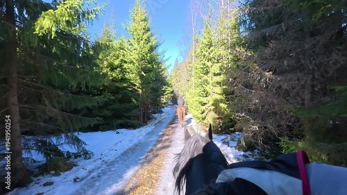 POV Horseback Riding Backlit Horses in Dense Young Pine Forest Spring Sunlight