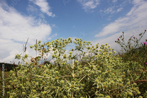 In nature grows thistle prickly Eryngium campestre