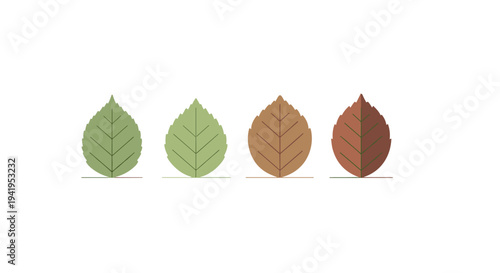 Four seasons leaves in flat design: transitions from green to brown