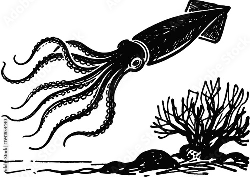 Detailed black and white illustration of a squid swimming near coral and underwater rocks