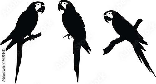 Three black silhouette macaws perched on branches against a white background showcasing distinct poses