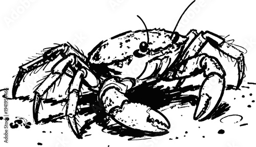 Black and white crab illustration detailed sketch of crab on sand marine life drawing with claws and antennae