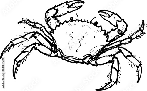 Detailed black and white crab illustration showing claws, legs, and textured shell in sketch