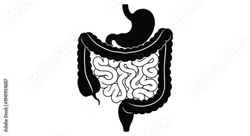 Anatomical illustration depicting the human digestive system including intestines and stomach silhouette high quality professional detailed