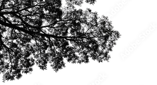 Silhouette of tree branches and leaves against a white background black nature outdoors environment ecology