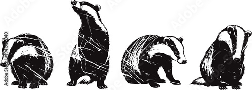 vintage black and white badger illustrations in various poses, wildlife animals, hand drawn sketches