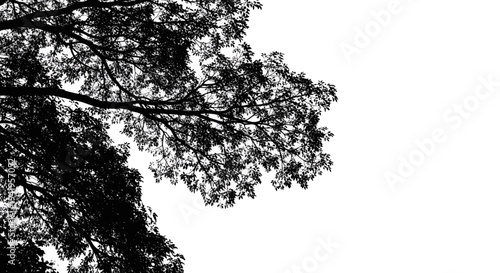 Silhouette of tree branches against a white background leaves nature black isolated canopy foliage twigs