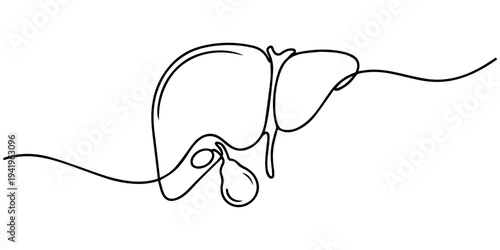 Human liver with gallbladder continuous one line drawing, Minimalist human liver anatomy one line drawing continuous stroke vector illustration for medical healthcare education and healthy lifestyle.
