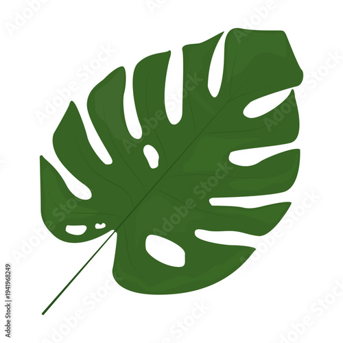 Tropical monstera leaves. Jungle plants. Symbol of the tropics. Exotic plants of large shapes and cuts.