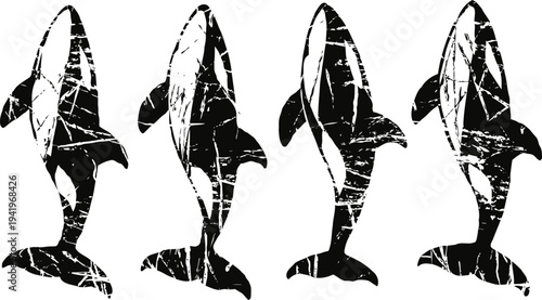 Grunge orca whale silhouettes set black killer whale shapes with distressed texture marine wildlife abstract icons
