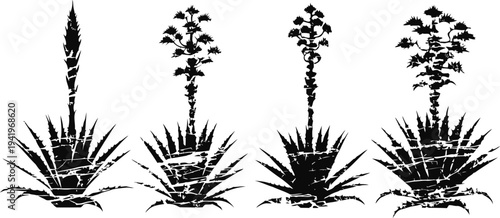 agave plant growth stages illustration with seasonal flowering development in black silhouette