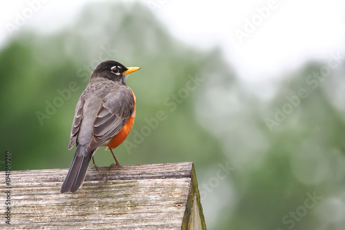 Photos American robin perched atop old wooden birdhouse.