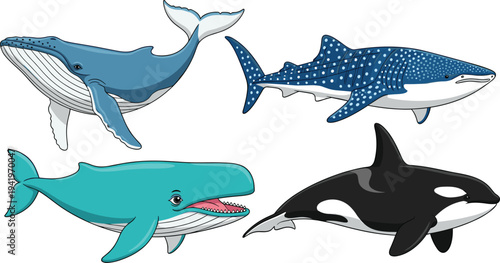Vector Set of Large Whale Species Including Blue Whale, Humpback, Sperm Whale, and Killer Whale for Marine Life and Ocean Conservation Concept