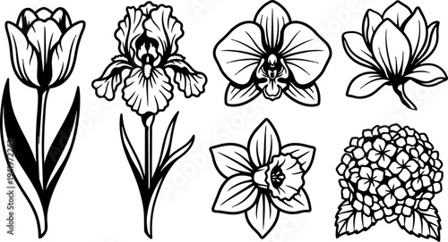 Black and white line art botanical flower set with tulip iris orchid lotus daffodil and hydrangea vector design