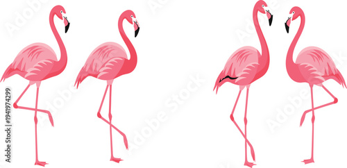 Pink Flamingo Vector Set with Multiple Standing and Feeding Poses Tropical Exotic Bird Illustration Collection