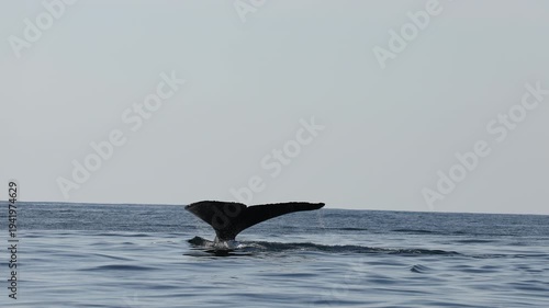 Humpback whale breaches and splashes back into the ocean near South Africa’s Wild Coast during the Sardine Run. Powerful impact sends sprays of water as the massive whale dives back underwater.