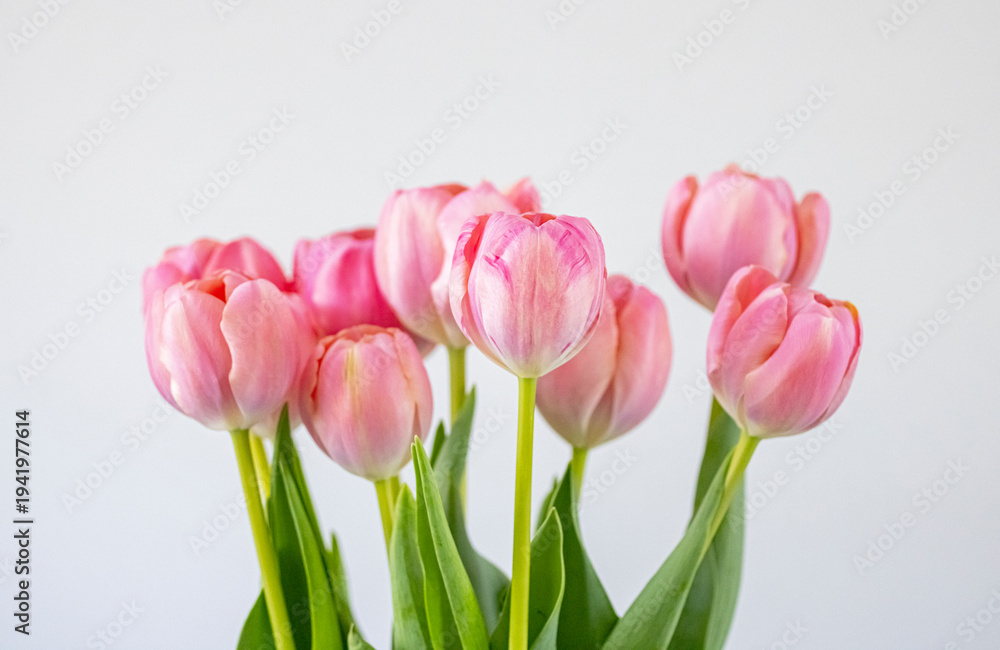 Fototapeta premium Tulips