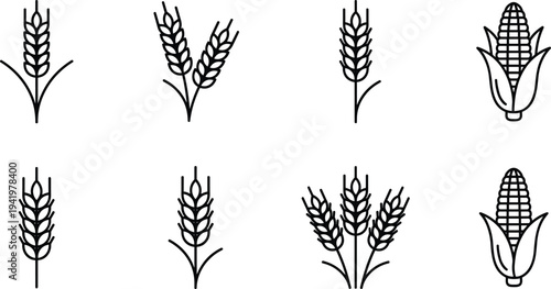 Vector Set of Wheat Line Icons Featuring Various Cereal Stalks, Grains, Barley, Rye, Oat, Rice, Organic Agriculture, and Harvest Season Elements