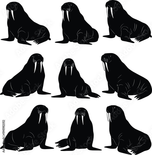 Walrus silhouettes, marine mammals, Arctic wildlife, tusked animals, aquatic creatures, ocean species, nature posture, illustration set