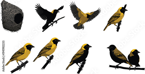 weaver, bird, nest, perched, flying, yellow, black, branch, songbird, wildlife, nature, animal, vector, illustration, design