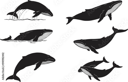 Whale illustration set, marine animal vector, ocean wildlife design, breaching and swimming poses, unique sea clipart