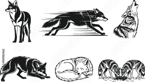 Wild wolf illustrations, running wolf, howling wolf, sleeping wolf, hunting wolves, black and white wolf art, predator animal drawing, wildlife