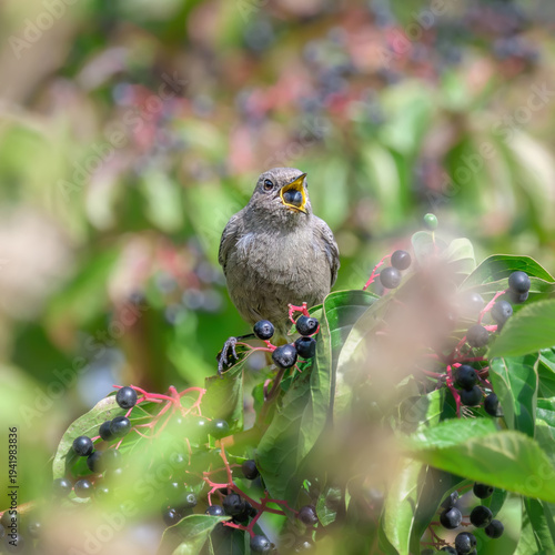 European black redstart female, Phoenicurus ochruros, eats and swallows up a black berry from a dogwood in its beak, Cornus sanguinea is a top bird attracting plant, Germany early autumn.  