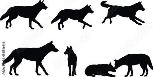 Wolf silhouettes vector set, black flat design, wild canine poses walking, running, standing, lying, social interaction, natural predator behavior