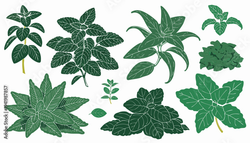 A collection of vector illustrations featuring a set of green plant leaves and floral branches designed for nature patterns and summer garden botany decor