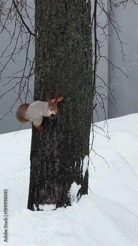 A small gray squirrel with red ears runs through the snow and jumps through trees in the park. Wild animals in the park in winter