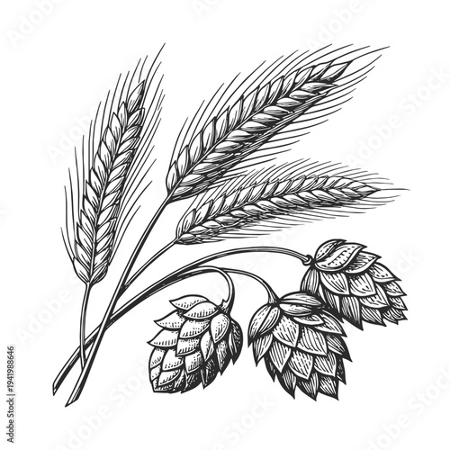 Vintage engraved barley and hop branches. Hand drawn black and white vector illustration in retro engraving style, ideal for beer brewing, brewery branding, packaging and craft beer labels.