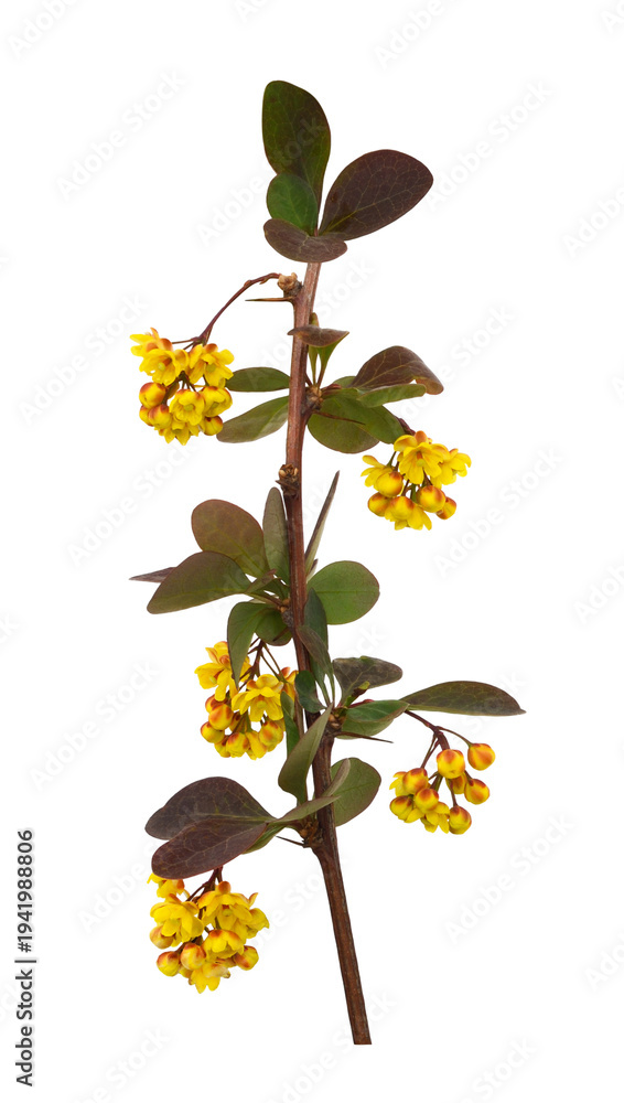 Naklejka premium Twig with yellow flowers and red leaves of berberis thunbergii isolated on white or transparent background