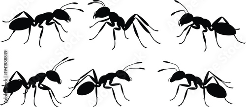 Ant silhouettes collection, crawling insect macro view set, detailed ant body poses isolated black vector illustration