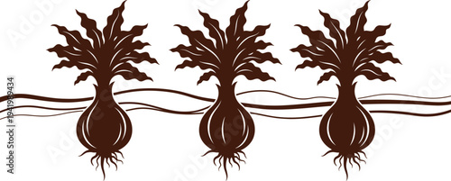Illustration of three brown bulbous plants with leafy tops and exposed roots on white background
